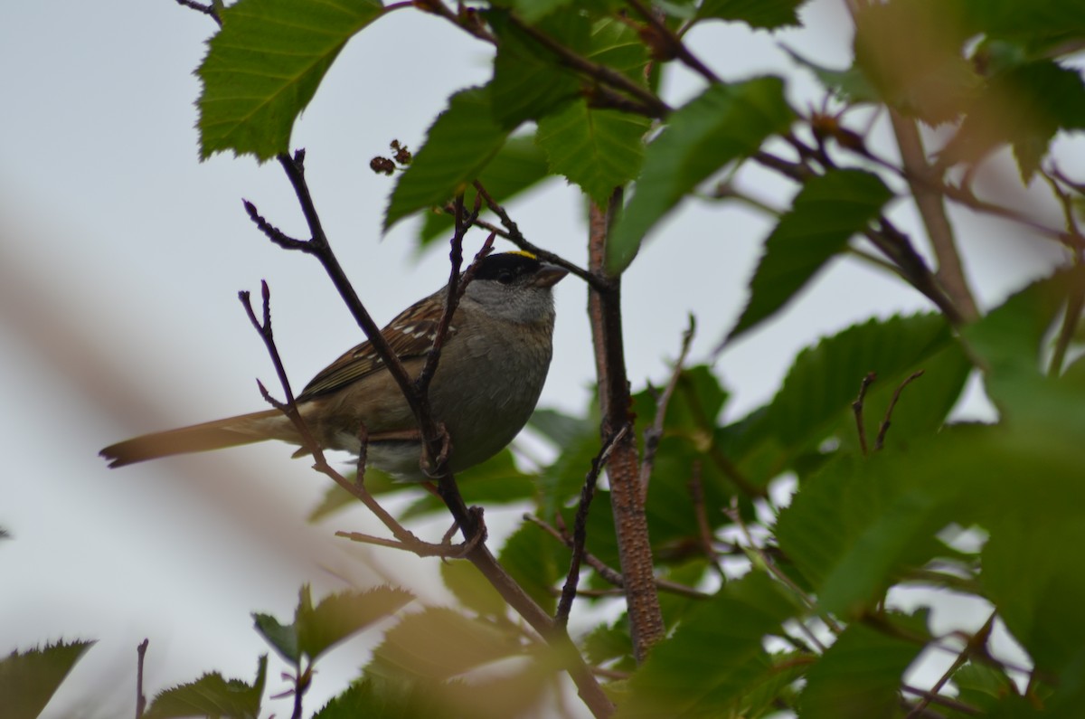 Golden-crowned Sparrow - ML464866861