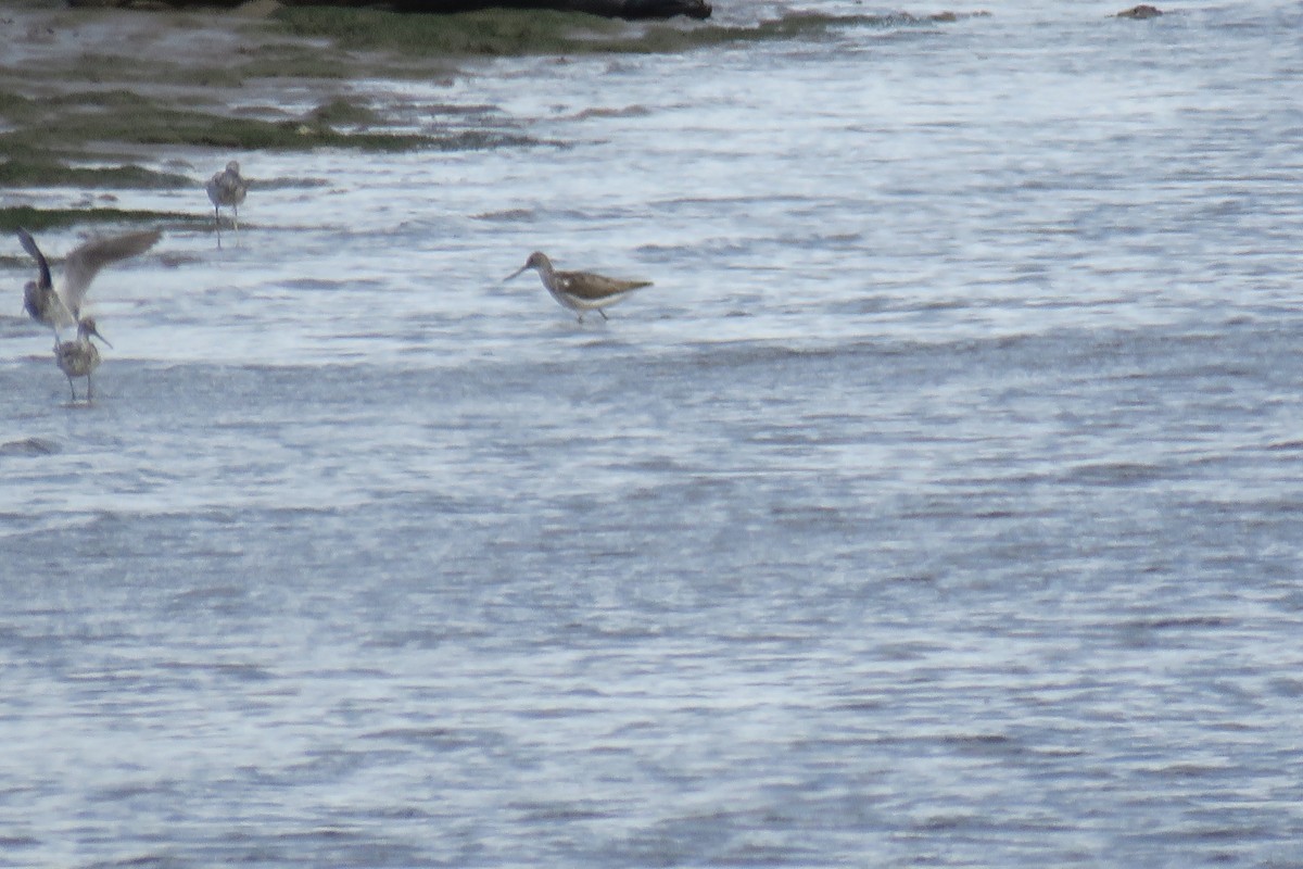 Common Greenshank - ML464868381