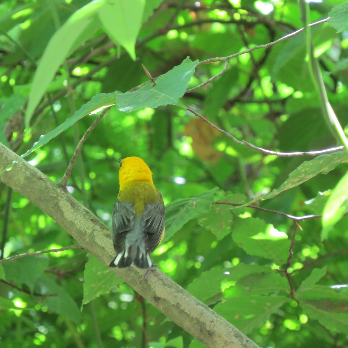 Prothonotary Warbler - ML464872511