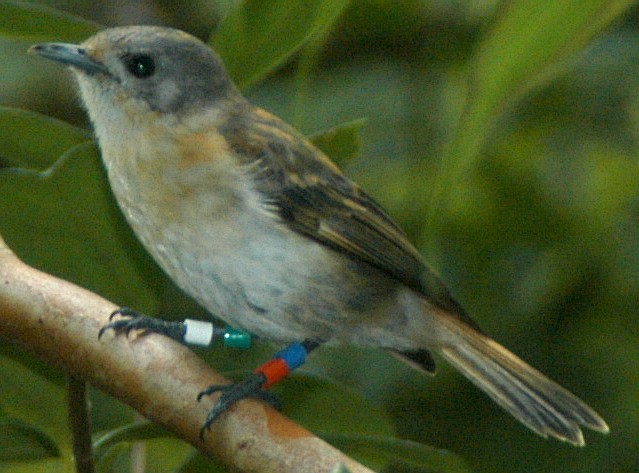 Rarotonga Monarch - ML46487291