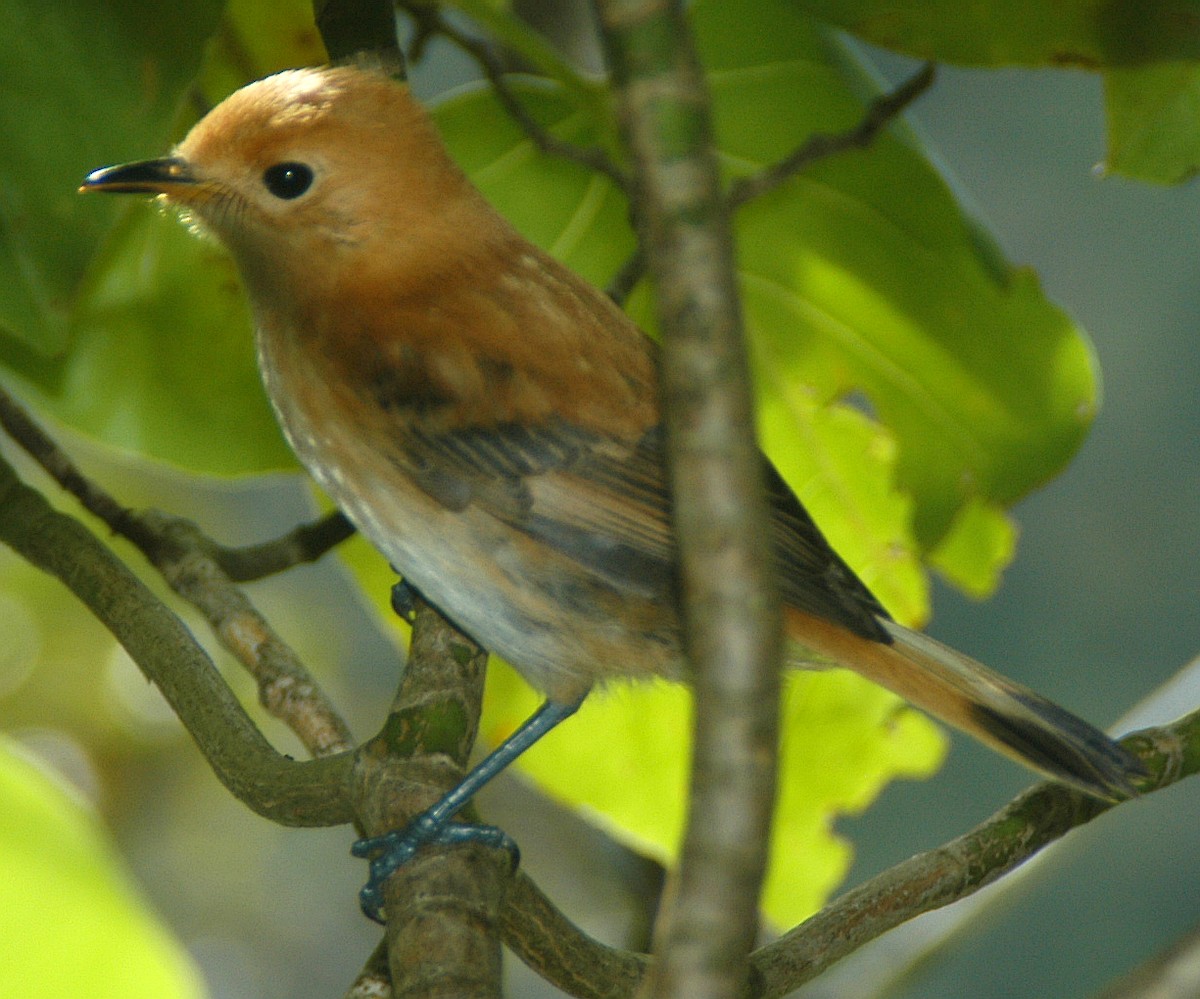 Rarotonga Monarch - ML46487301