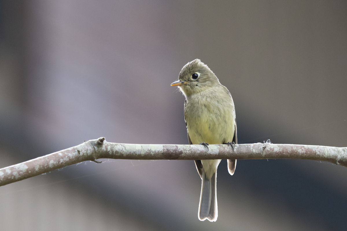 Western Flycatcher (Pacific-slope) - David Badke