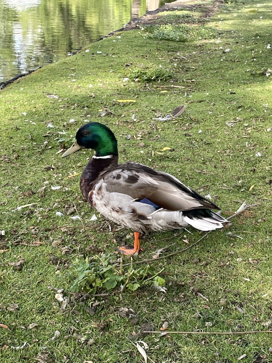 Canard colvert - ML464875181