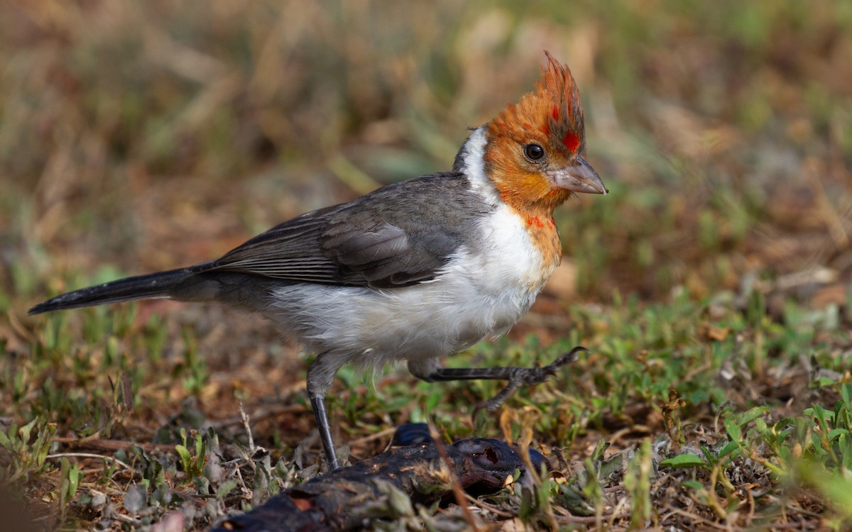 Red-crested Cardinal - Sasha Cahill