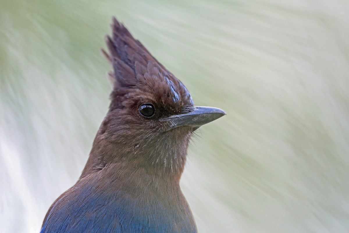 Steller's Jay (Coastal) - ML46487781