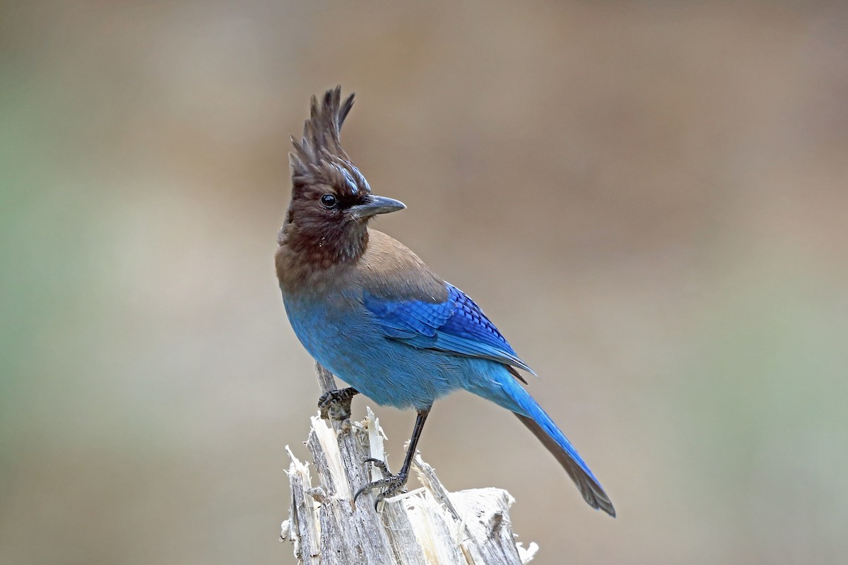 Steller's Jay (Coastal) - ML46487791