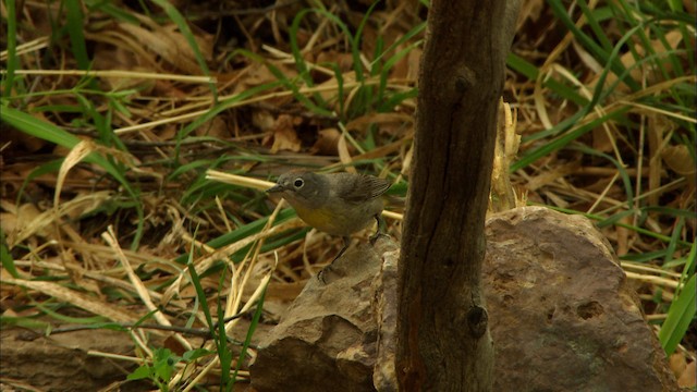 Gelbsteiß-Waldsänger - ML464878