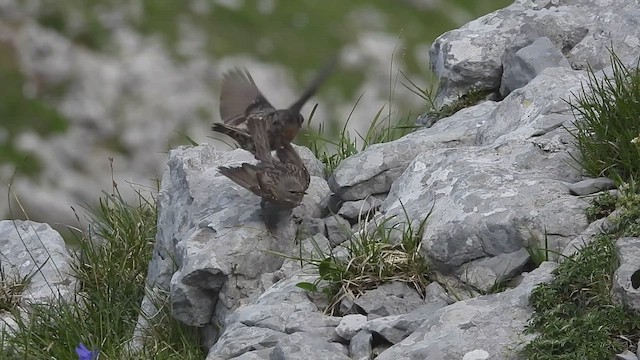 Alpine Accentor - ML464878761