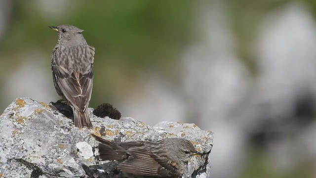 Alpine Accentor - ML464878781