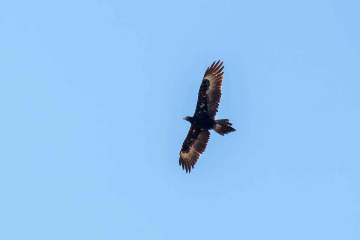 Águila Audaz - ML46487911