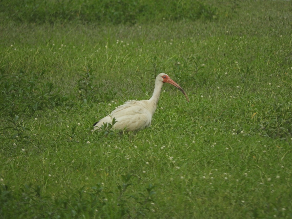 ibis bílý - ML464879181