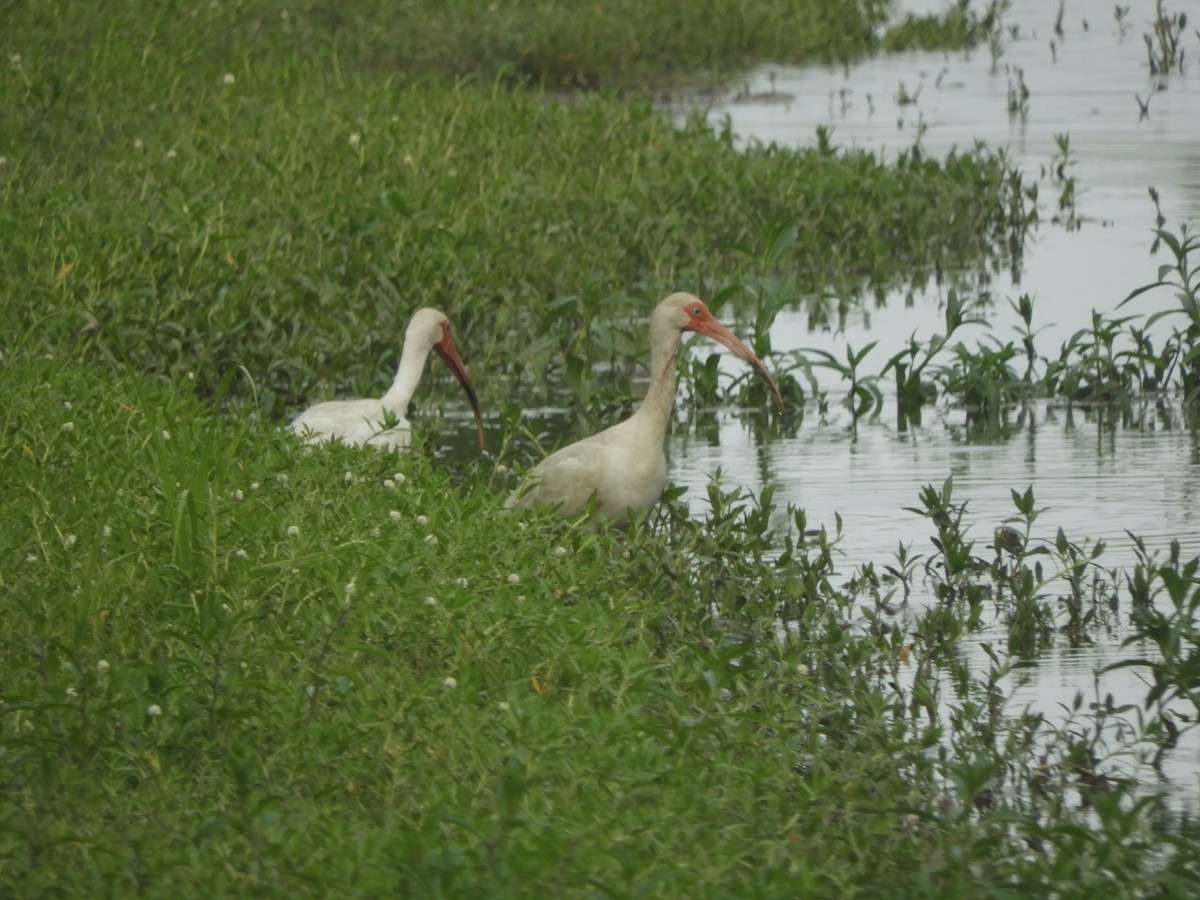 ibis bílý - ML464879211