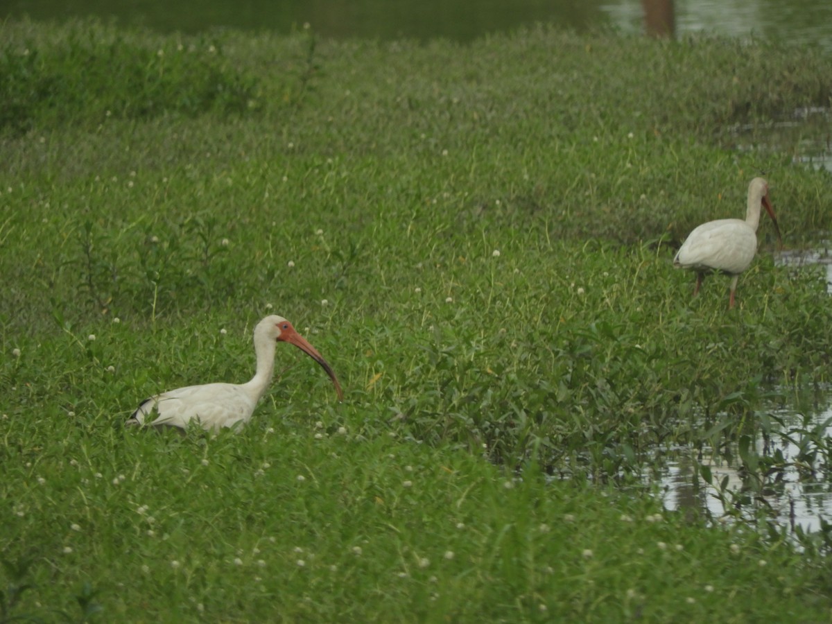 ibis bílý - ML464879221