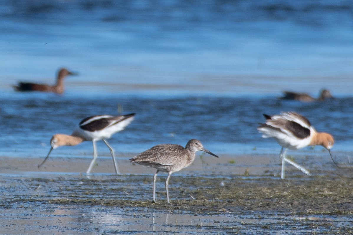 Willet - ML464879271