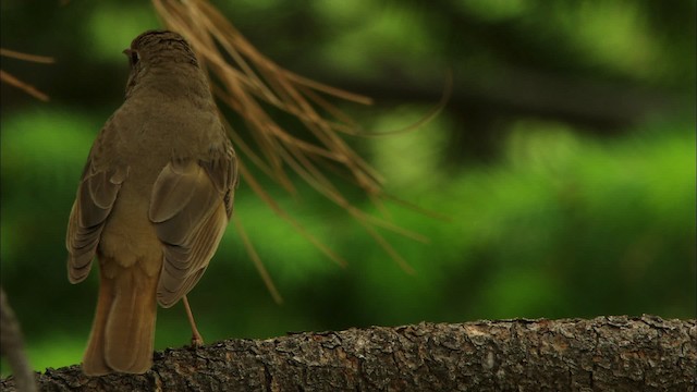 Hermit Thrush - ML464880