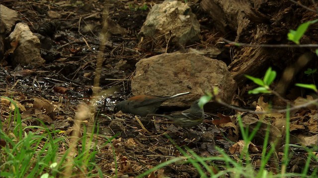 guløyejunko (phaeonotus/palliatus) - ML464881