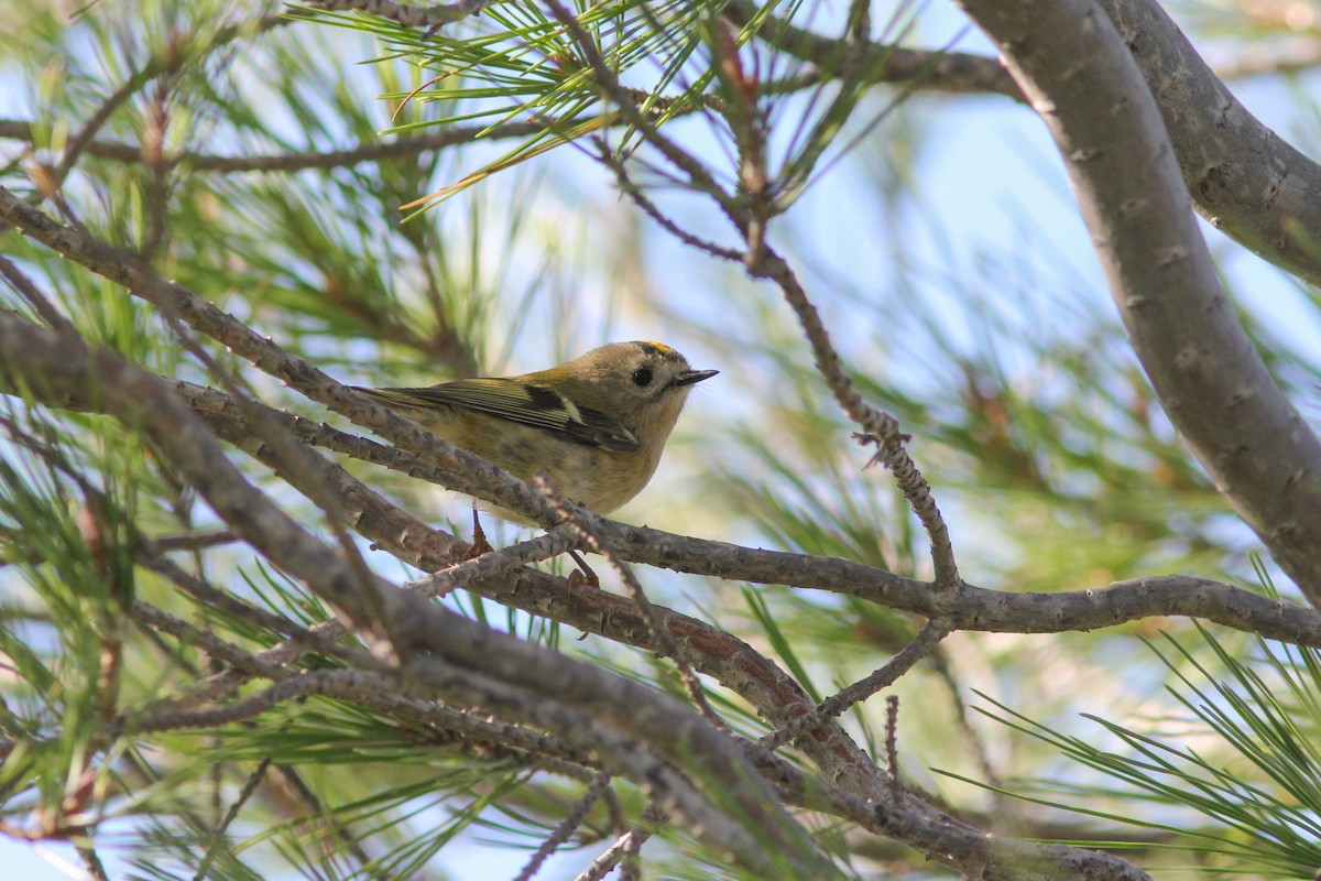 Goldcrest (European) - ML464881161