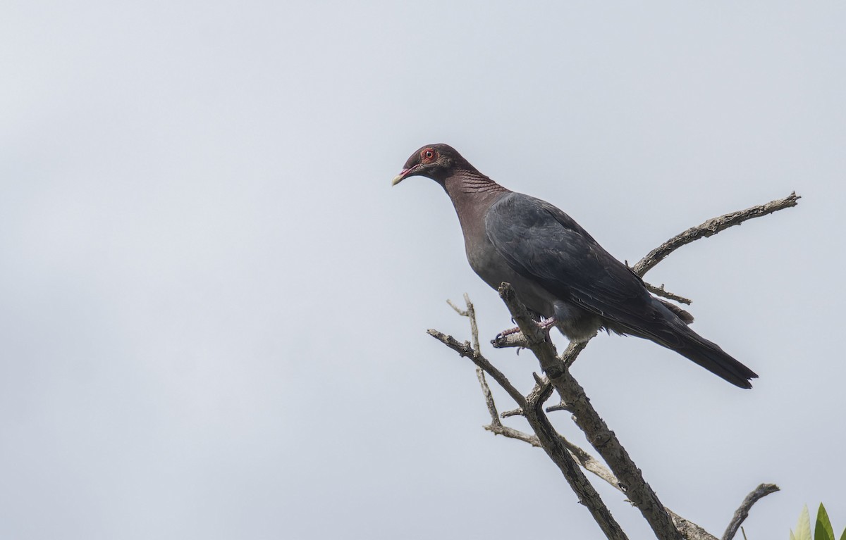 Scaly-naped Pigeon - Marky Mutchler