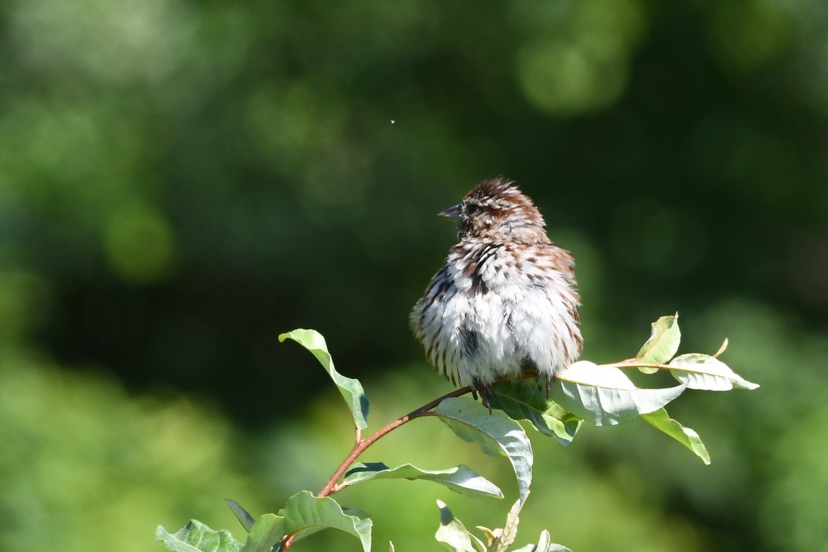 Carolina Wren - ML464881351