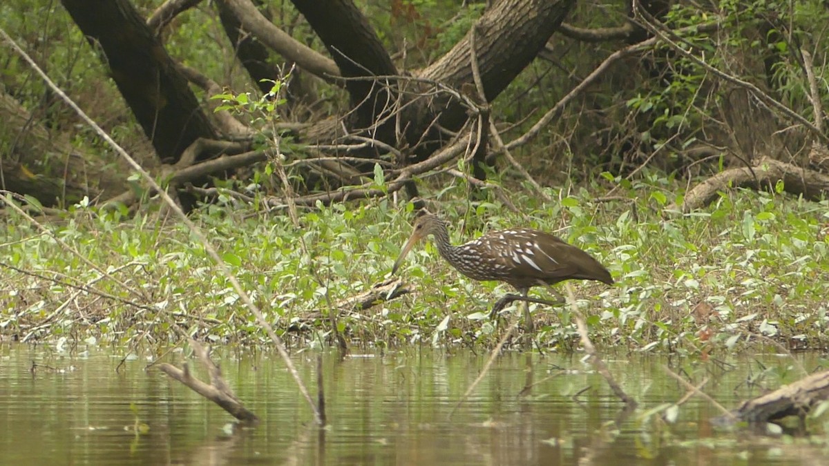 Limpkin - ML464882951