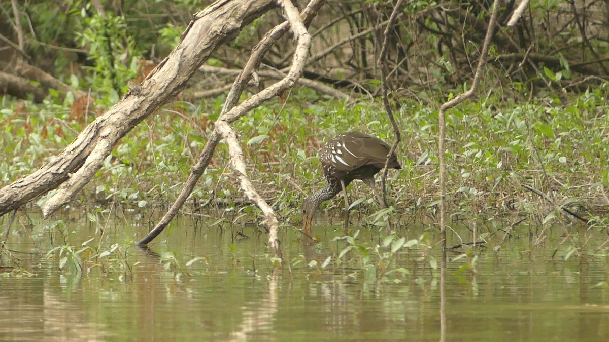 Limpkin - ML464883121