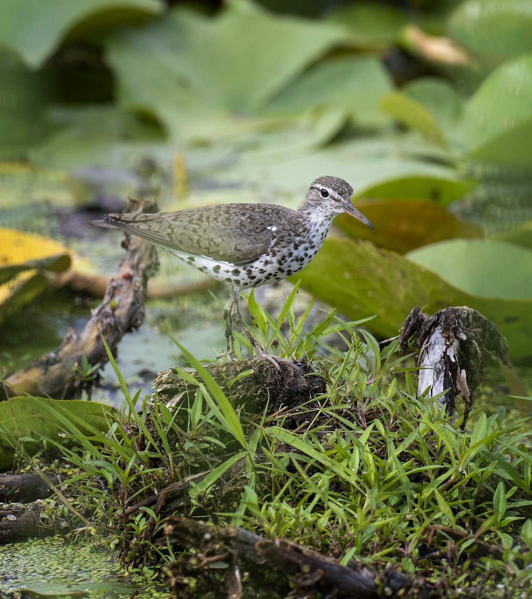 Spotted Sandpiper - Jocelyn  Anderson