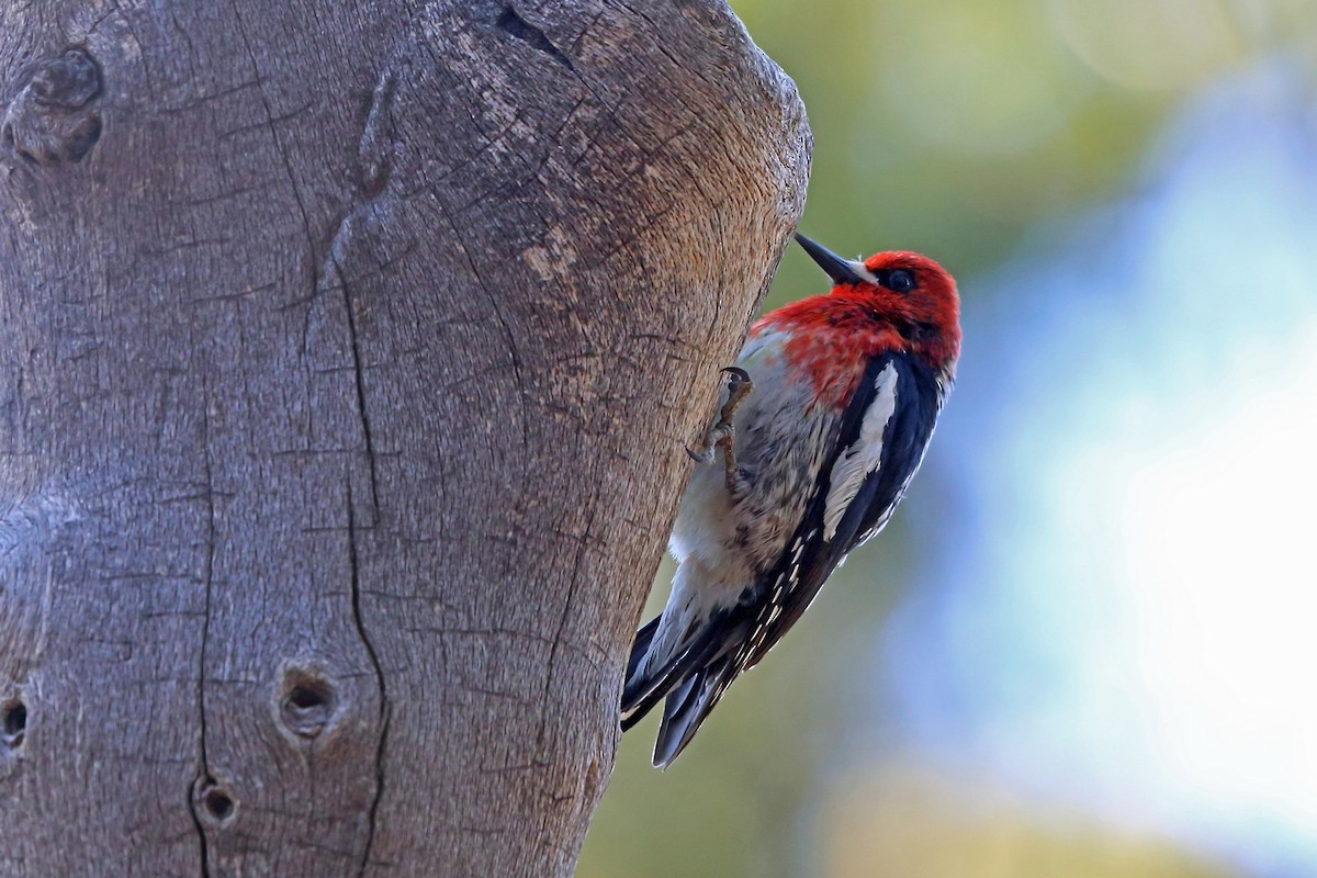 Red-breasted Sapsucker - Nigel Voaden