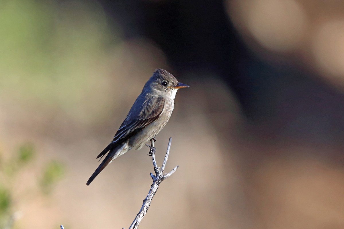 Olive-sided Flycatcher - ML46488431