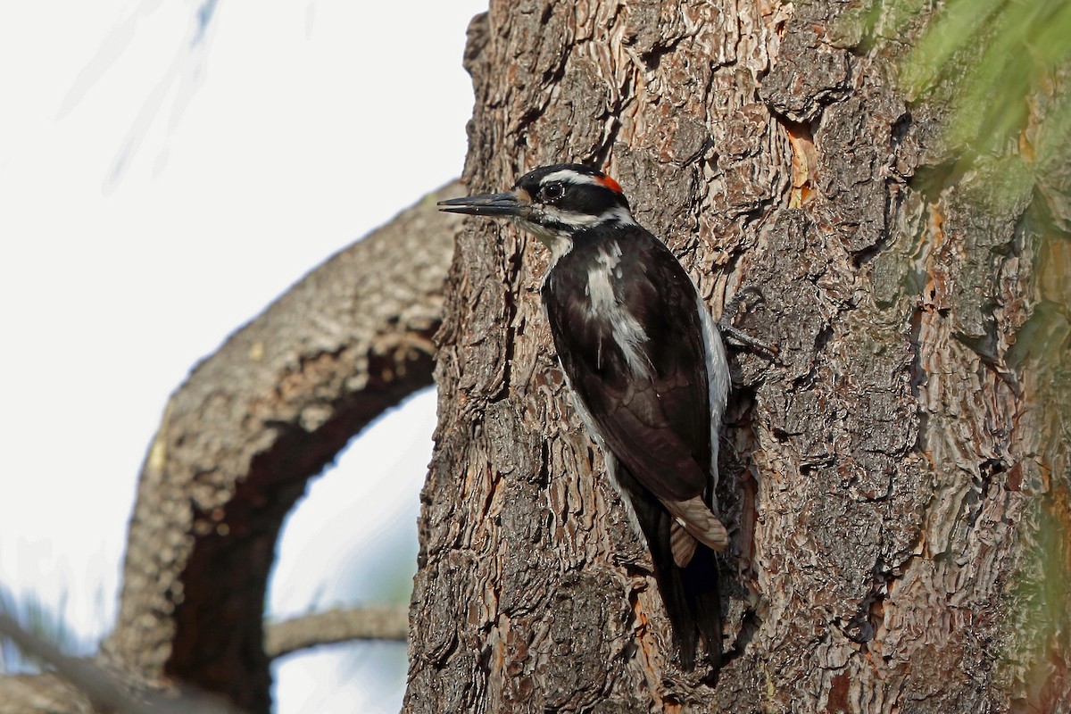 Hairy Woodpecker - Nigel Voaden