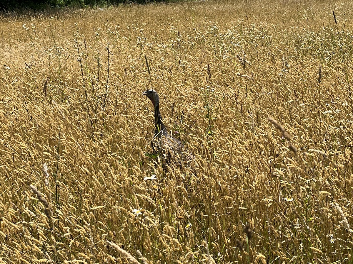 Wild Turkey - ML464886171