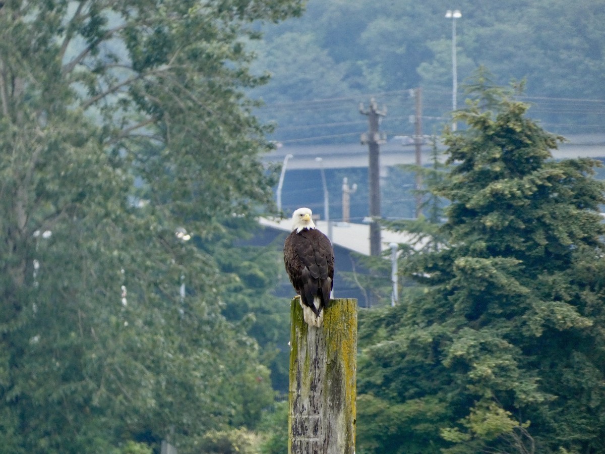 Bald Eagle - ML464887451