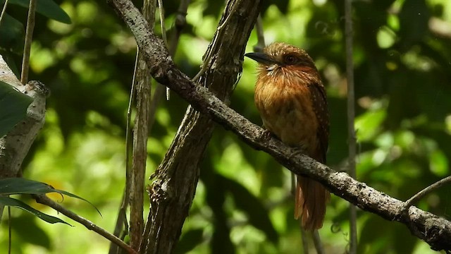 White-whiskered Puffbird - ML464887861