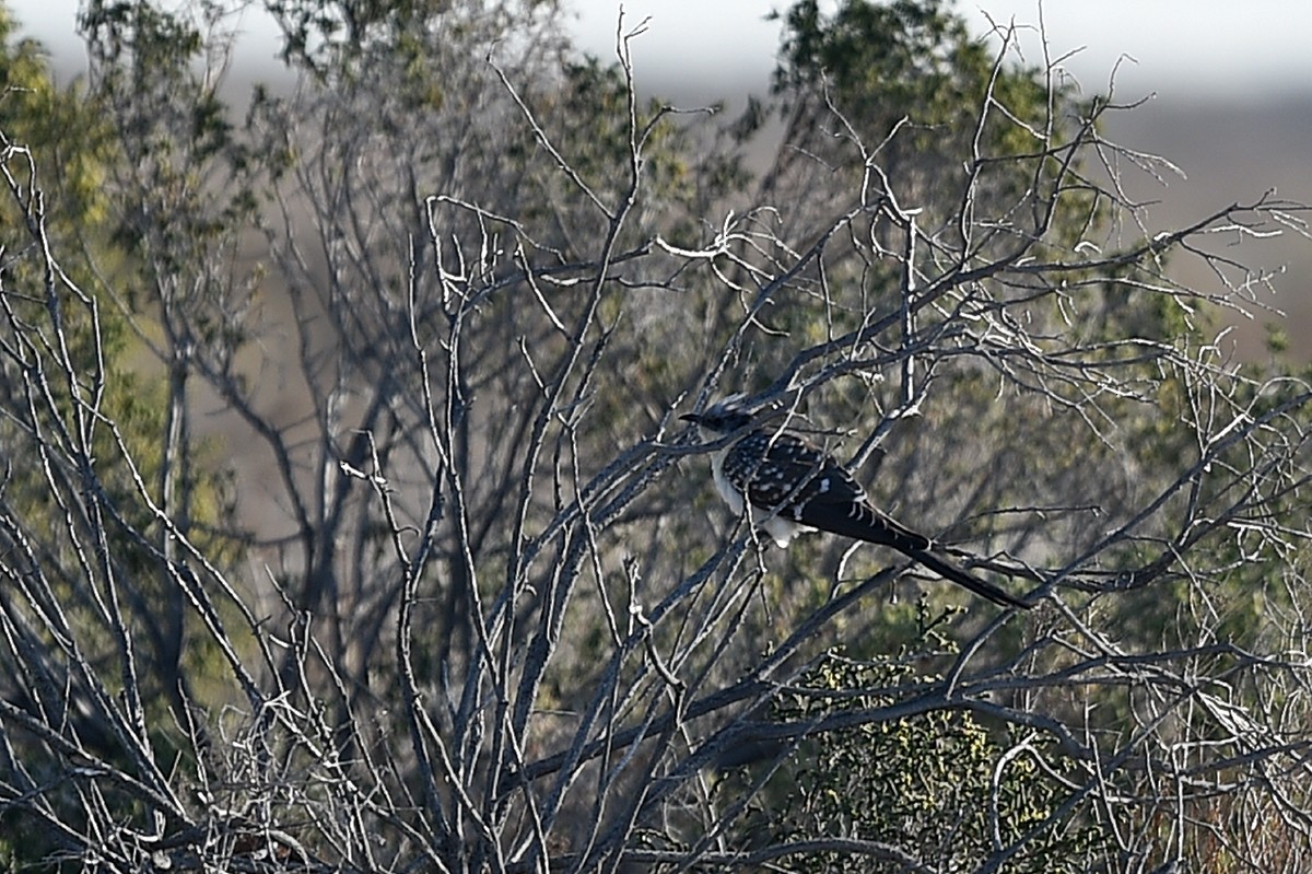 Great Spotted Cuckoo - ML46488891
