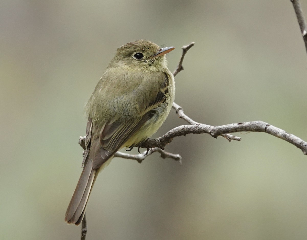 Western Flycatcher (Cordilleran) - ML464889501