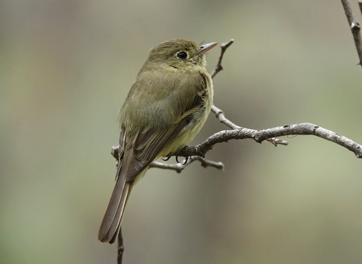 Western Flycatcher (Cordilleran) - ML464889511