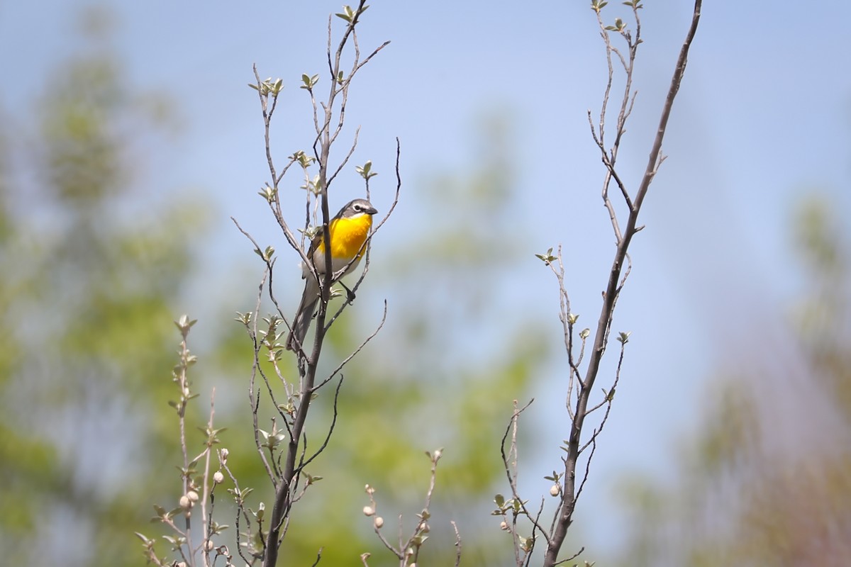 Yellow-breasted Chat - ML464890251