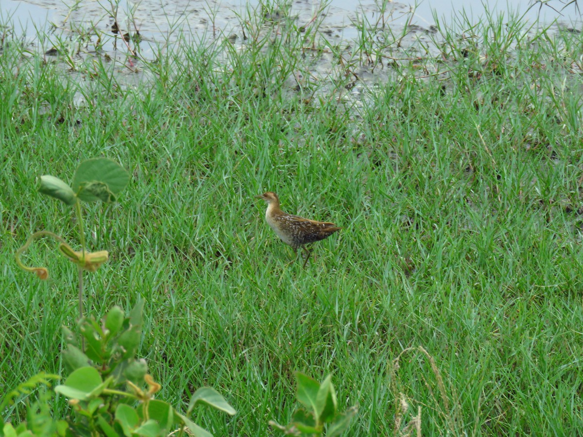 Baillon's Crake - ML46489081