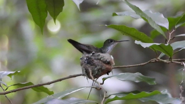 White-bellied Emerald - ML464890871