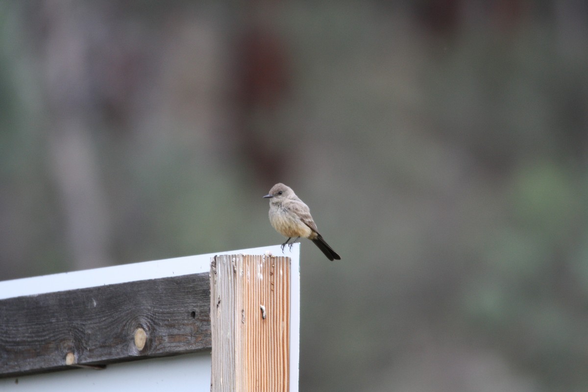 Say's Phoebe - ML464890921