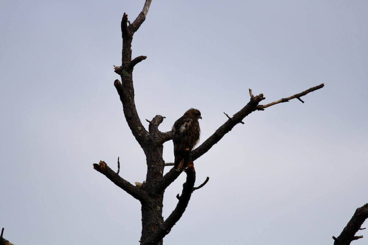 Red-tailed Hawk - ML464890991