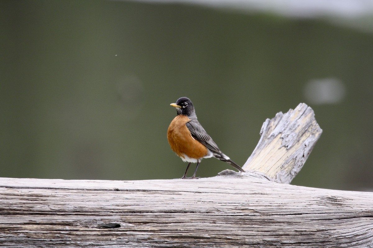 American Robin - ML464891301