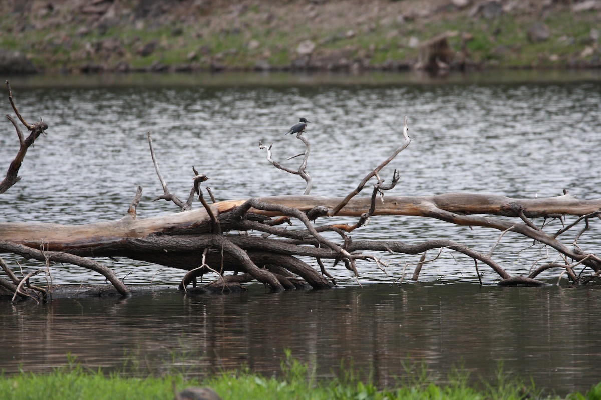 Belted Kingfisher - ML464891411