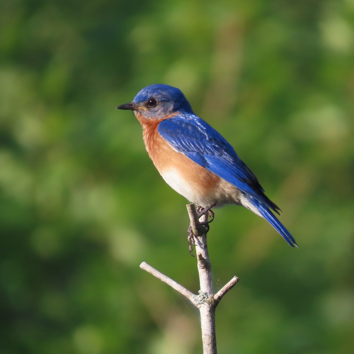 Eastern Bluebird - ML464891421