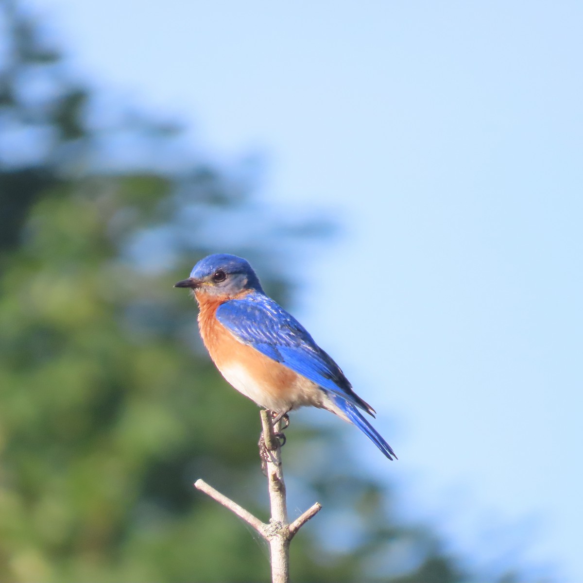 Eastern Bluebird - ML464891441