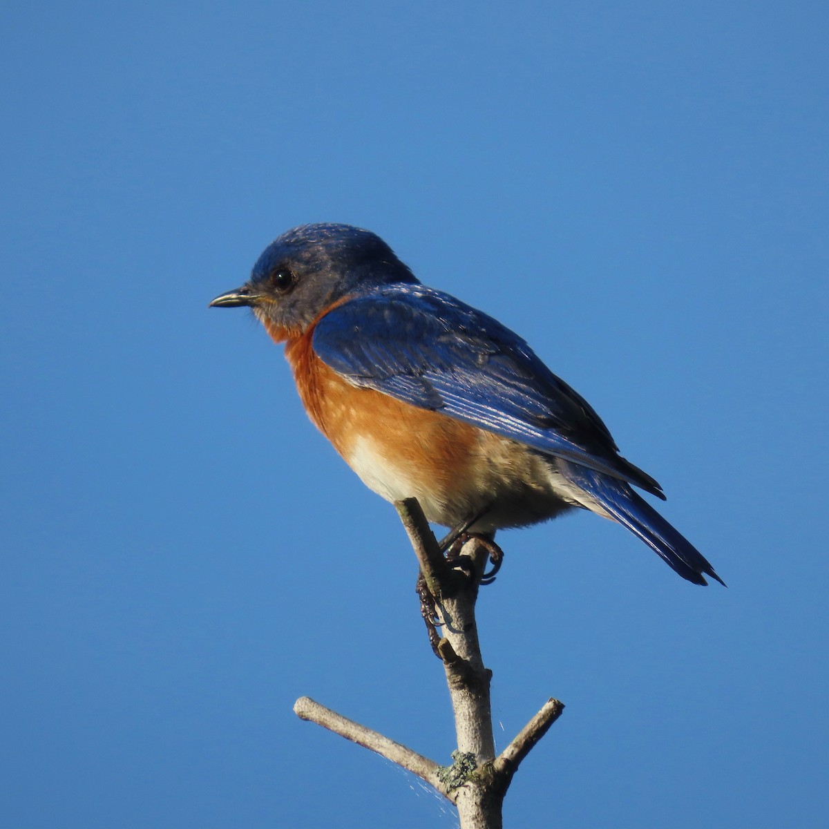 Eastern Bluebird - ML464891521