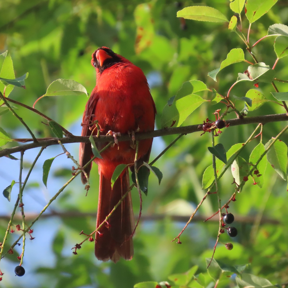 Northern Cardinal - ML464891611