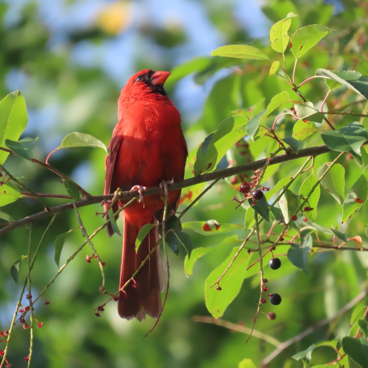 Northern Cardinal - ML464891671