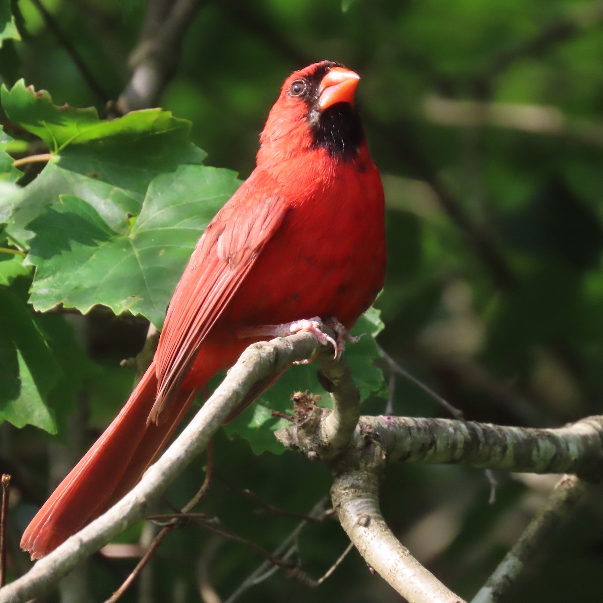 Northern Cardinal - ML464891681