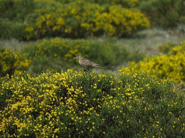 Eurasian Skylark - ML464893101