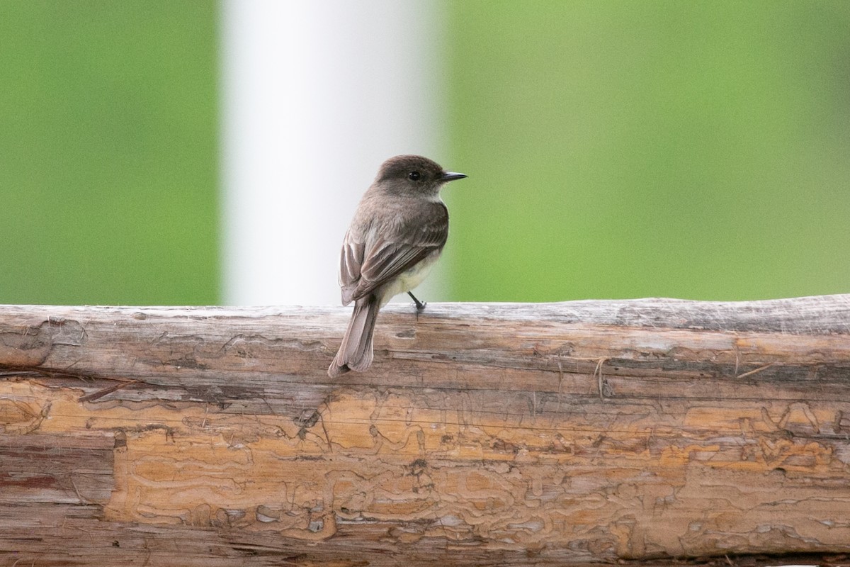 Eastern Phoebe - Scott Godshall